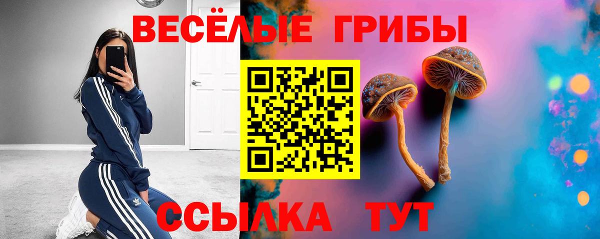 Галлюциногенные грибы Psilocybine cubensis Брянск